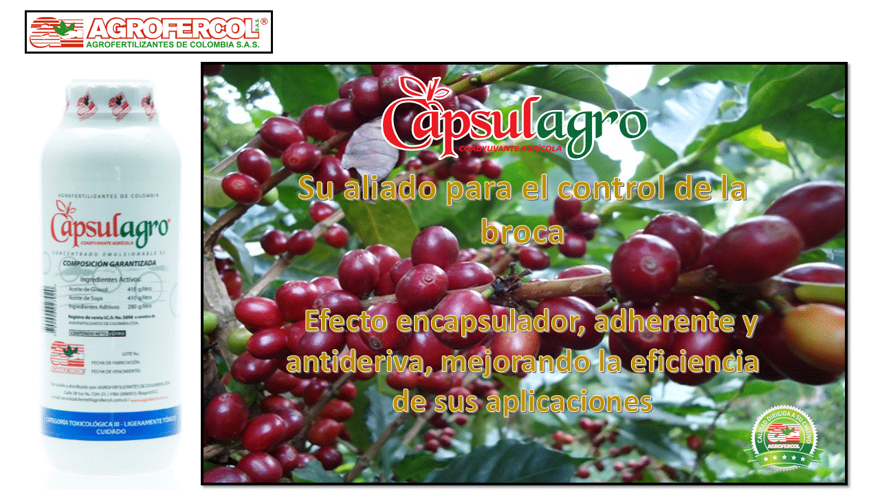 CAPSULAGRO® su aliado para el control de la broca