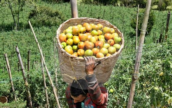 PROYECTO AGRICOLA TECNOLOGICO GENERARA 830 EMPLEOS EN SAN ROQUE