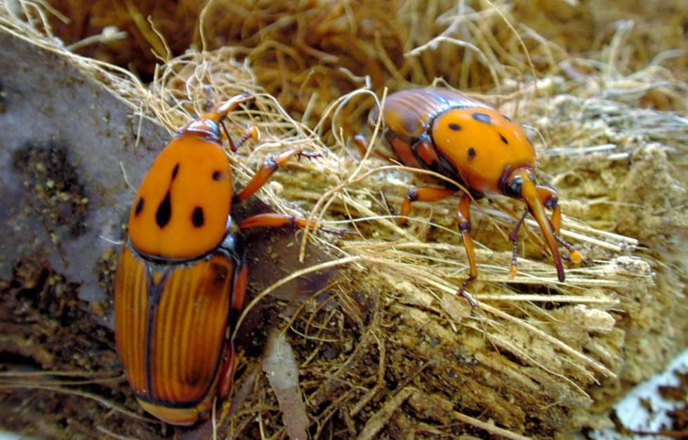 PICUDO ROJO, AMENAZA PARA LAS PALMERAS