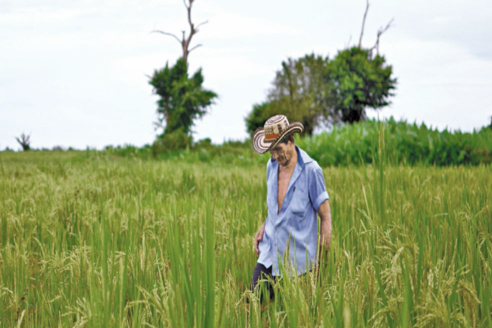 POR BAJOS PRECIOS PROSTESTARÁN LOS ARROCEROS
