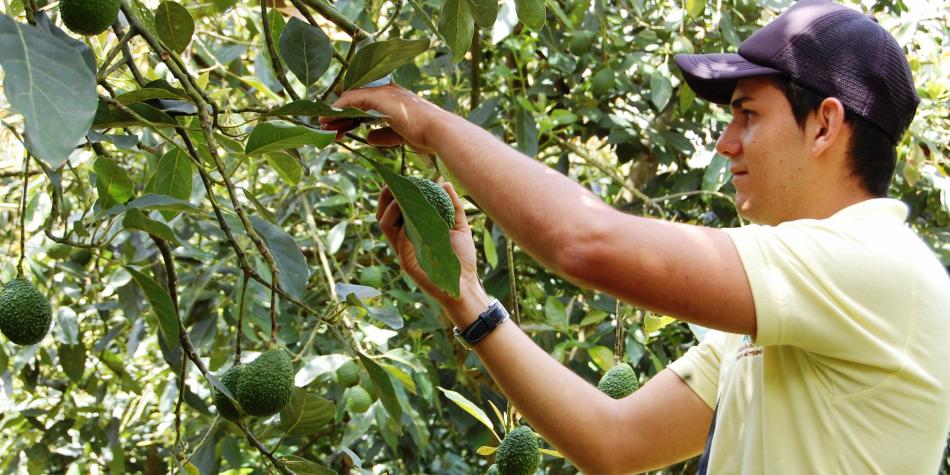 El aguacate Hass busca ganarle terreno al café en el Quindío