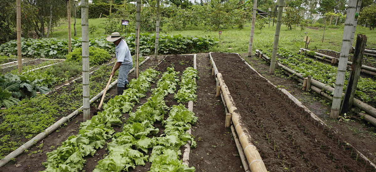 Agro se consolida como motor de la economía colombiana tras liderar PIB durante tres trimestres consecutivos en 2017 – 17 de noviembre de 2017