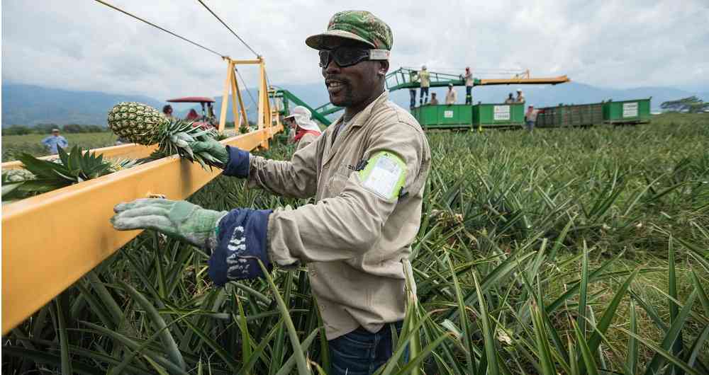 Las frutas colombianas se abren paso en el mundo