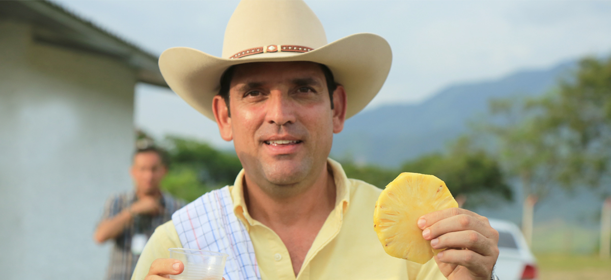 Producción de piña llegaría a más 950 mil toneladas en 2018, calcula MinAgricultura