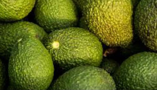 Colombia podría ser el segundo productor mundial de aguacate Hass