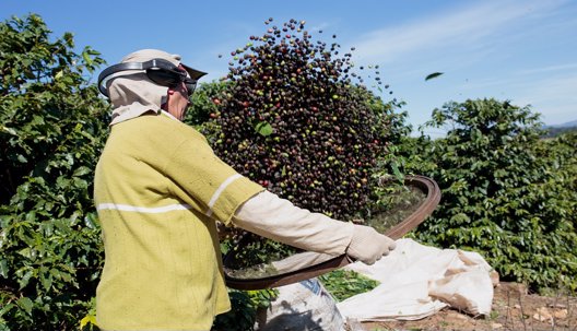 Los productos agrícolas colombianos también juegan su propio mundial en Rusia