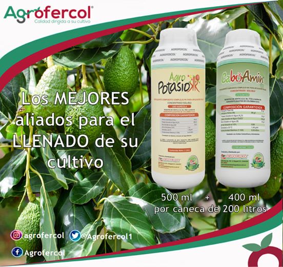 Los aliados para el llenado de su cultivo